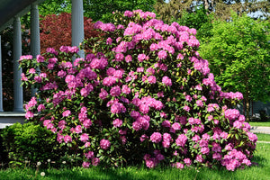 Rhododendron Shrubs image