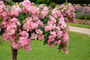 Rose Trees image
