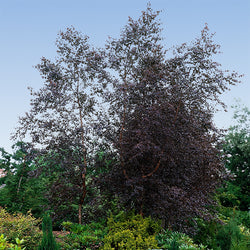 Royal Frost® Birch Tree