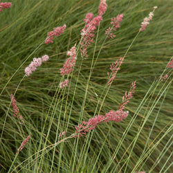 Savannah Ruby Grass