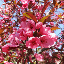 Show Time™ Crabapple Tree