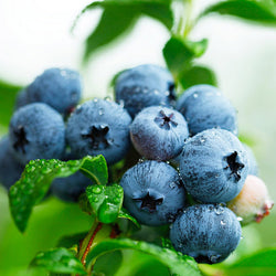 Sweetheart Blueberry Bush - USDA Organic