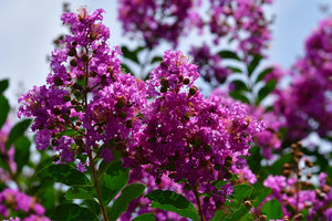 Trees with Purple Flowers image