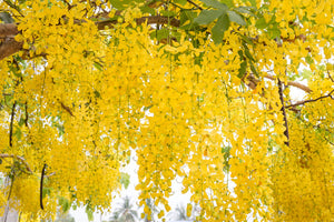 Trees with Yellow Flowers image