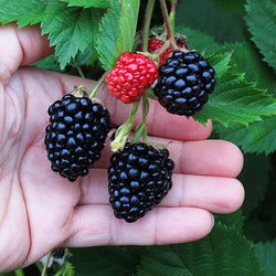 Triple Crown Blackberry Plant - USDA Organic