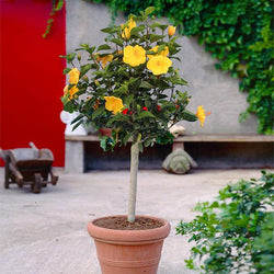 Yellow Tropical Hibiscus Tree
