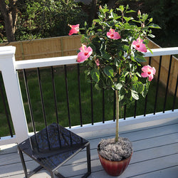 Pink Tropical Hibiscus Tree