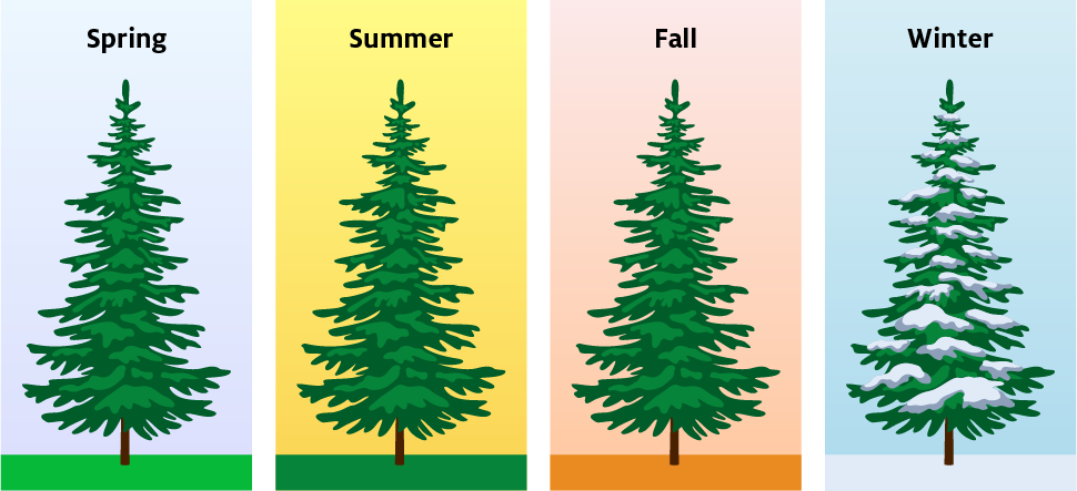 Evergreen trees through the seasons