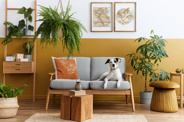 Pet Safe Plants: Our Top 5 Picks