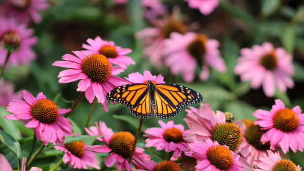 How to Plant a Pollinator Garden